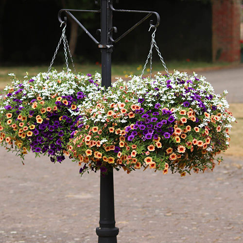 Fruit Salad Hanging Basket Plug Plants