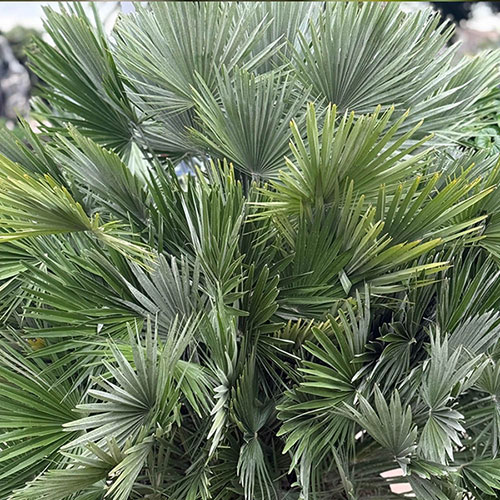 Chamaerops Compact The Volcano Palm