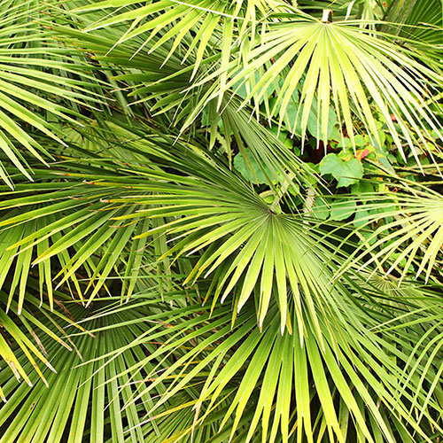 Chamaerops Compact The Volcano Palm