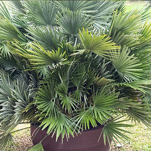 Chamaerops Compact The Volcano Palm