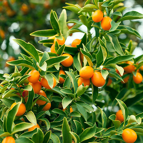Citrus Kumquat Tree with Fruits