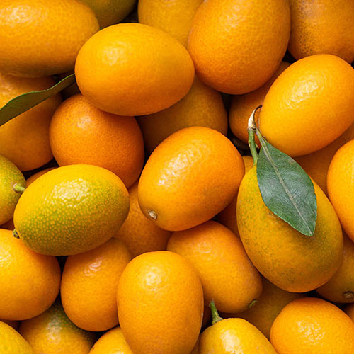 Citrus Kumquat Tree with Fruits