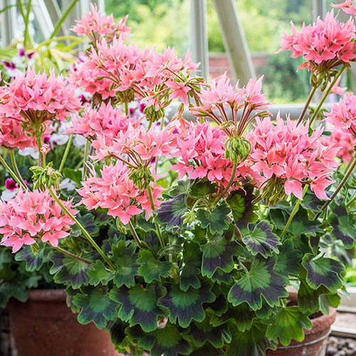 Geranium Summer Twist Rose