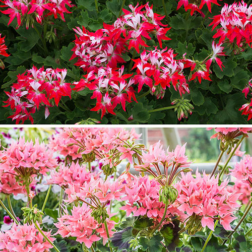 Geranium Summer Twist Collection