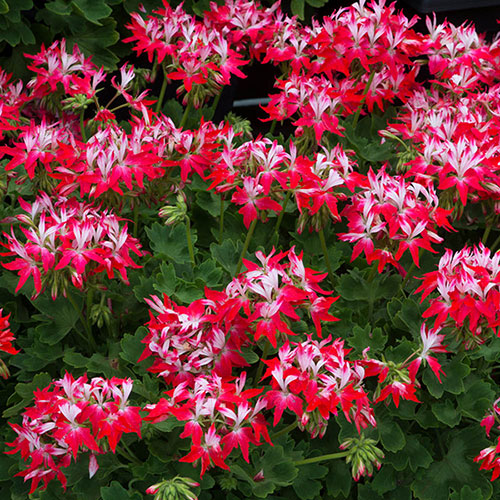 Geranium Summer Twist Collection