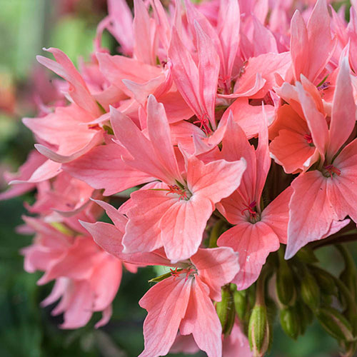 Geranium Summer Twist Collection