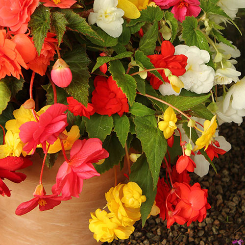 Begonia Trail Blazer Begonia Trail Blazer