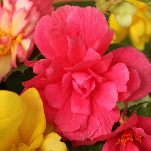 Begonia Trail Blazer Begonia Trail Blazer