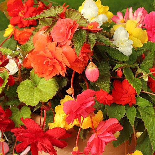 Begonia Trail Blazer Begonia Trail Blazer