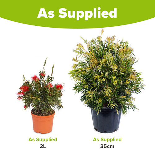 Callistemon viminalis Red Star Callistemon viminalis Red Star
