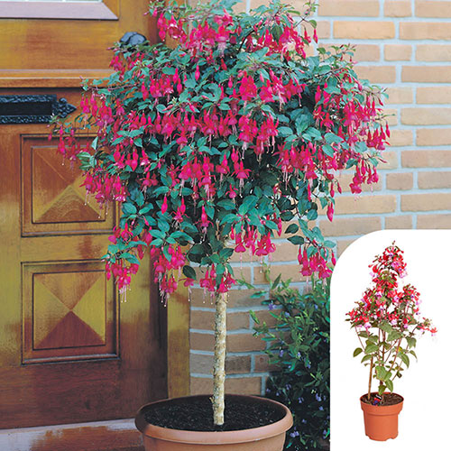 Flowering Fuchsia Pyramid