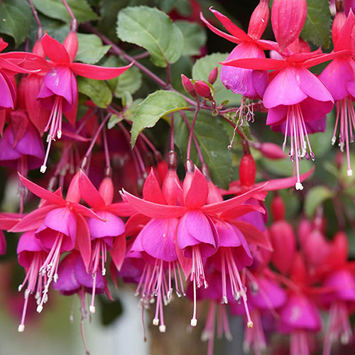 Flowering Fuchsia Pyramid