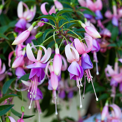 Flowering Fuchsia Pyramid