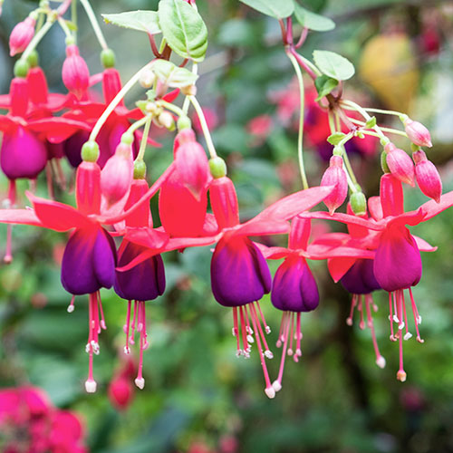 Flowering Fuchsia Pyramid