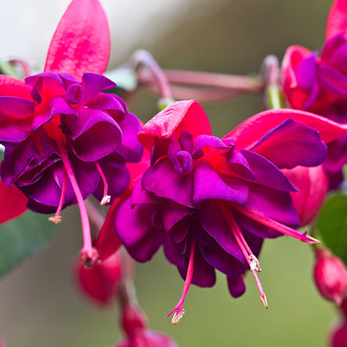 Flowering Fuchsia Pyramid