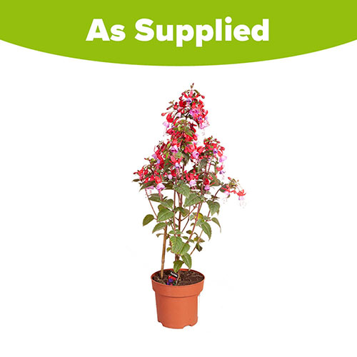 Flowering Fuchsia Pyramid