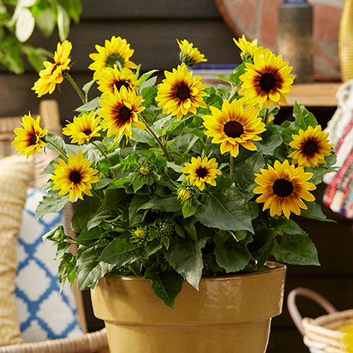Patio Sunflower Sunbelievable (TM) Brown Eyed Girl