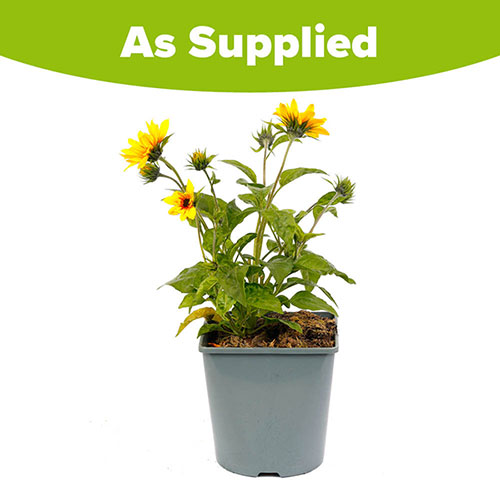Patio Sunflower Sunbelievable (TM) Brown Eyed Girl Patio Sunflower Sunbelievable (TM) Brown Eyed Girl
