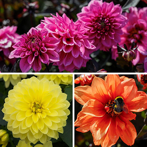 Dahlia Gardenetta Collection