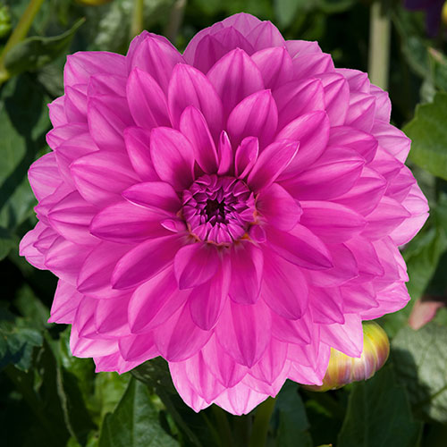Dahlia Gardenetta Collection