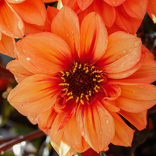 Dahlia Gardenetta Collection