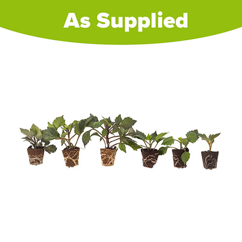 Dahlia Gardenetta Collection