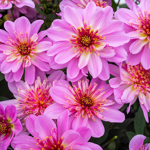 Dahlia Dalina Maxi Starburst Pink