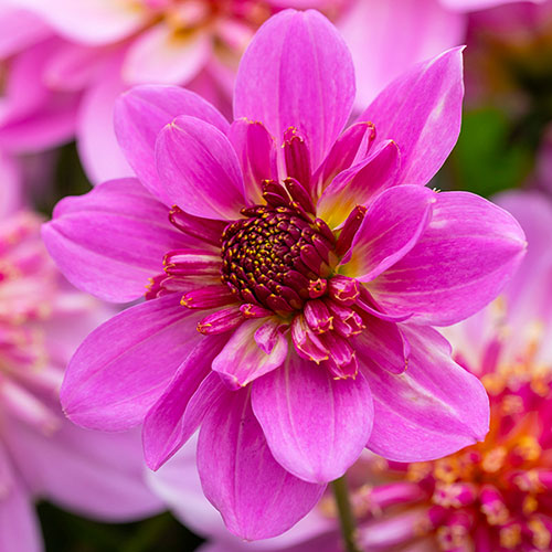 Dahlia Dalina Maxi Starburst Pink