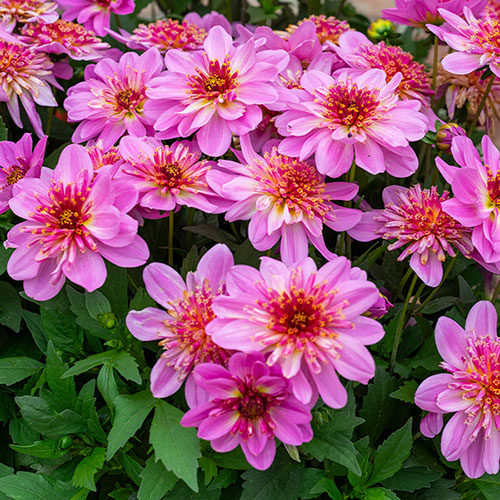 Dahlia Dalina Maxi Starburst Pink