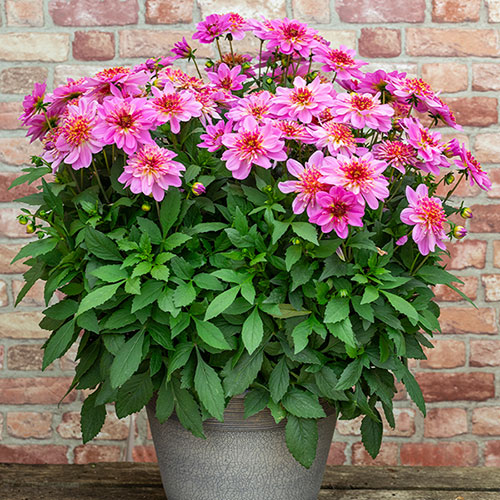 Dahlia Dalina Maxi Starburst Pink