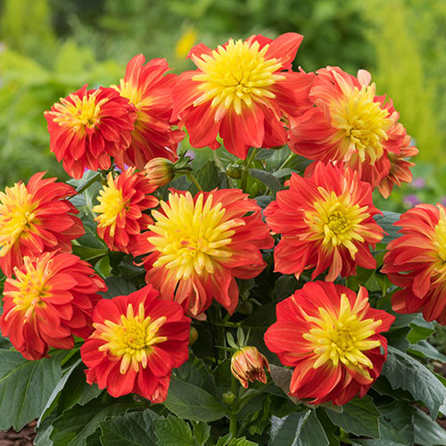 Dahlia Dalina Maxi Fireball