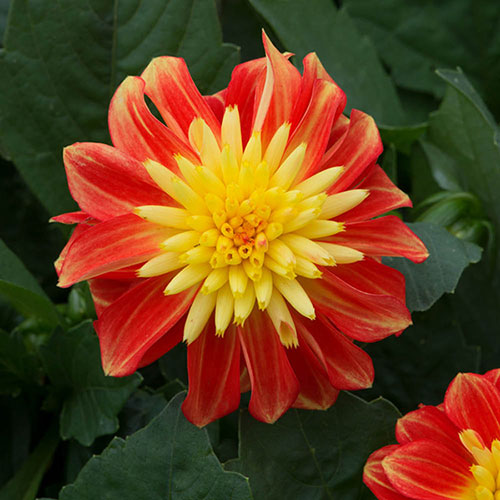 Dahlia Dalina Maxi Fireball