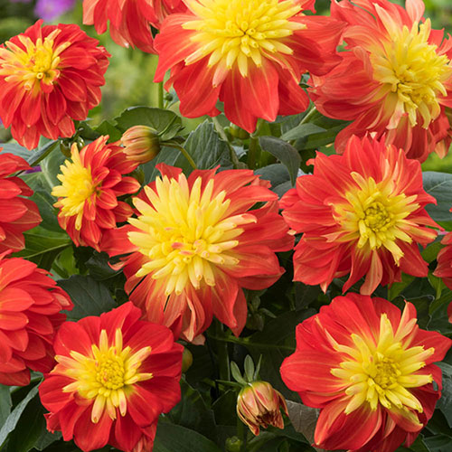 Dahlia Dalina Maxi Fireball