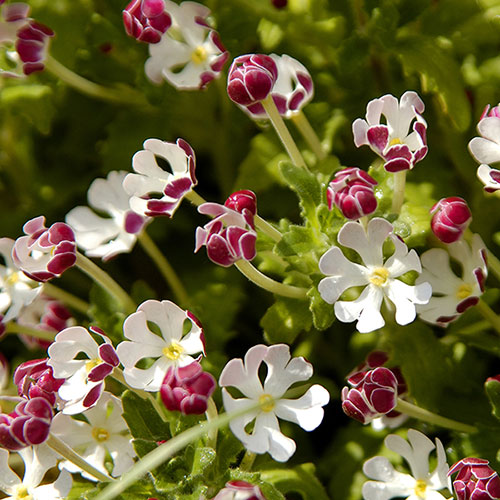 Night Scented Phlox