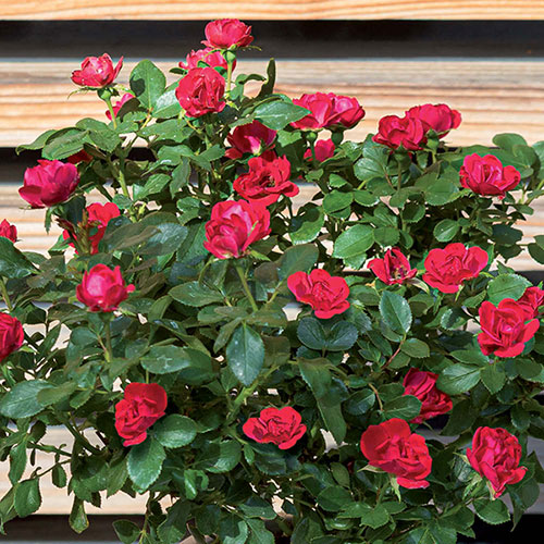 Compact Patio Rose Zepeti - Half Standard