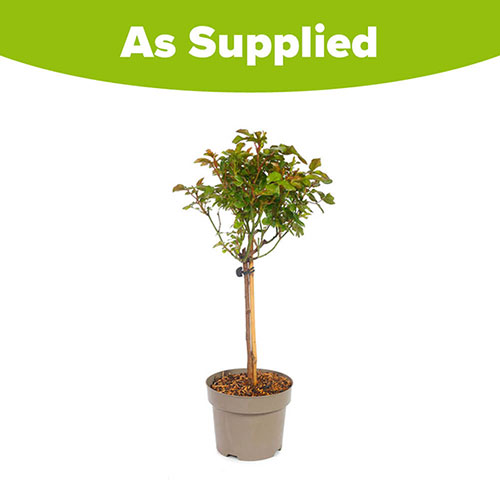 Compact Patio Rose Zepeti - Half Standard