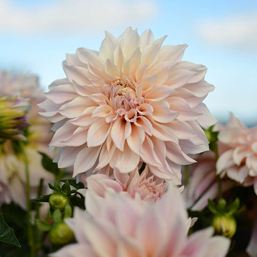 Dahlia Cafe au Lait