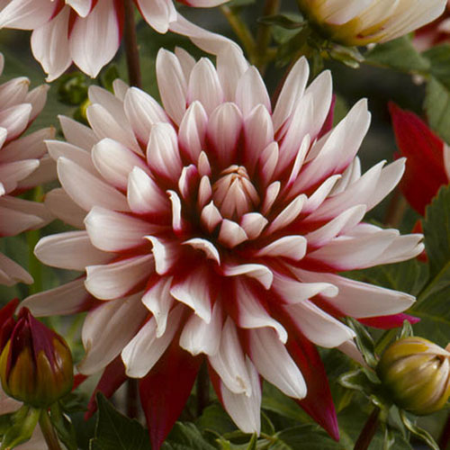 Dahlia Rebeccas World