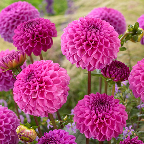 Dahlia Pom Pom Mix
