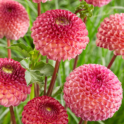 Dahlia Pom Pom Mix