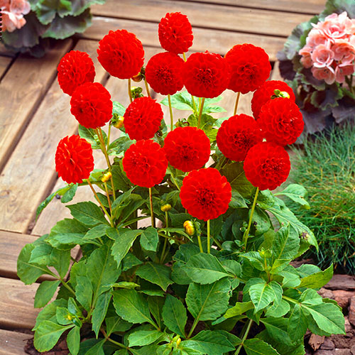 Dahlia Pom Pom Mix
