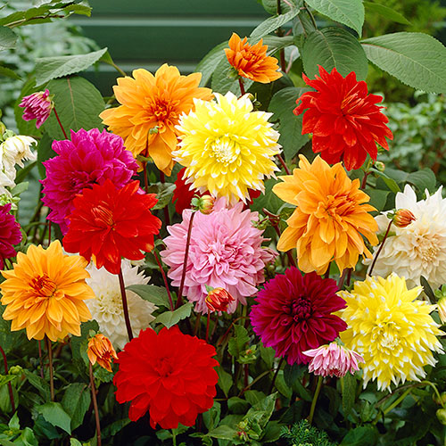 Dahlia Dinner Plates Mix