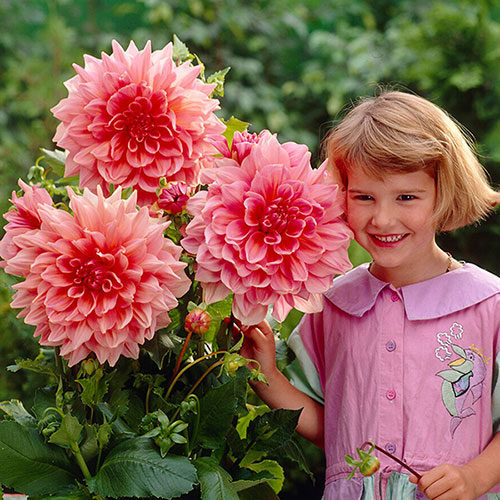 Dahlia Dinner Plates Mix