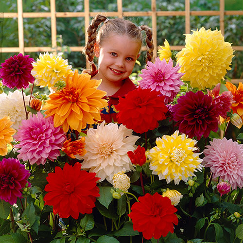 Dahlia Dinner Plates Mix