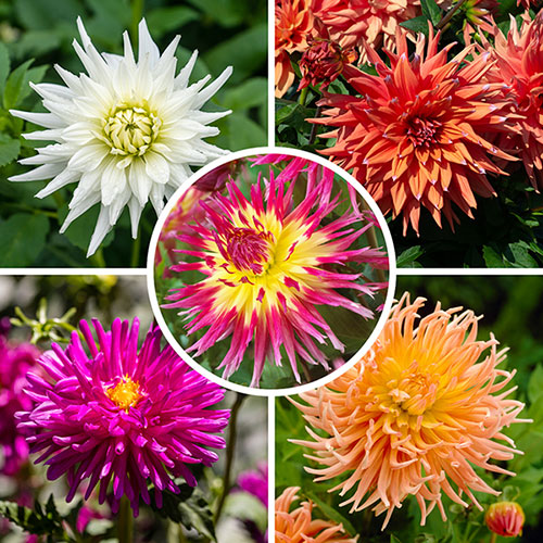 Dahlia Cactus Mixed