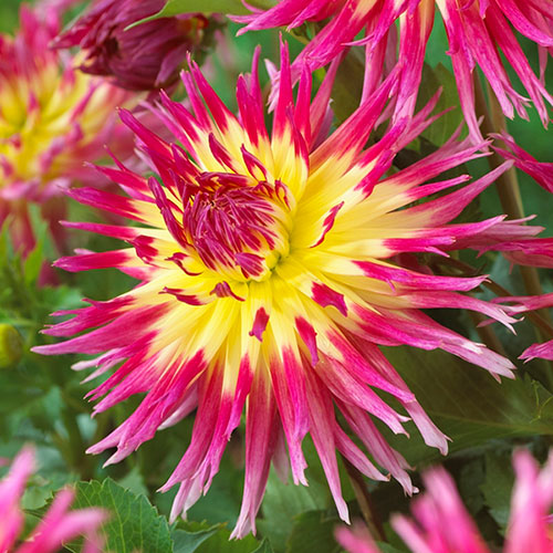 Dahlia Cactus Mixed