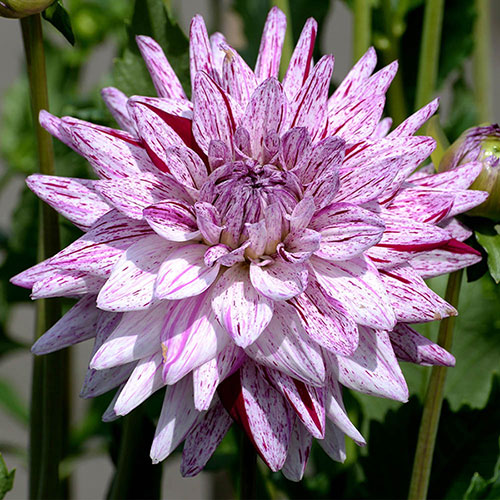 Dahlia Blackberry Ripple