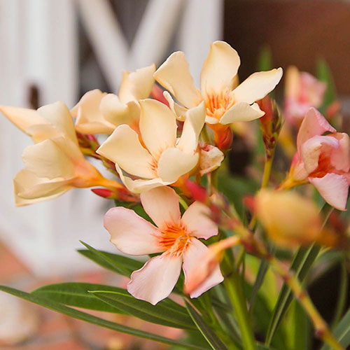 Oleander Angiolo Pucci Bush