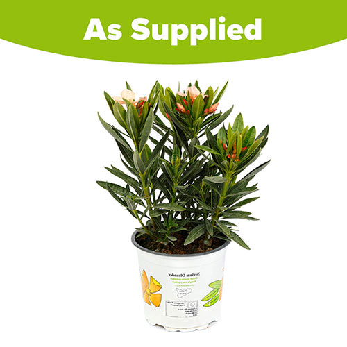 Oleander Angiolo Pucci Bush Oleander Angiolo Pucci Bush