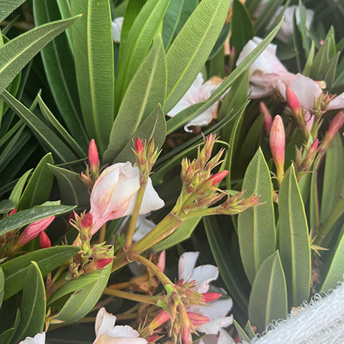 Oleander White Soeur Agnes Bush